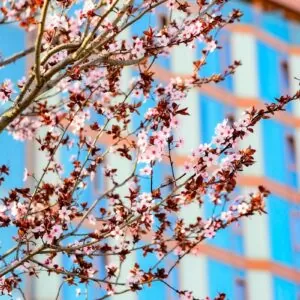 Пейзаж в санатории 'Русь' в г. Ессентуки - фотография